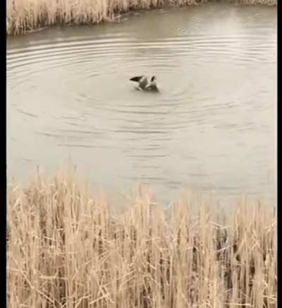 Mother goose defends her nest and DROWNS a seagull to death