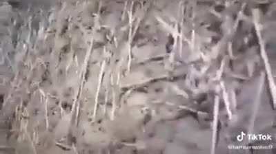 HMFT after I fire my stinger