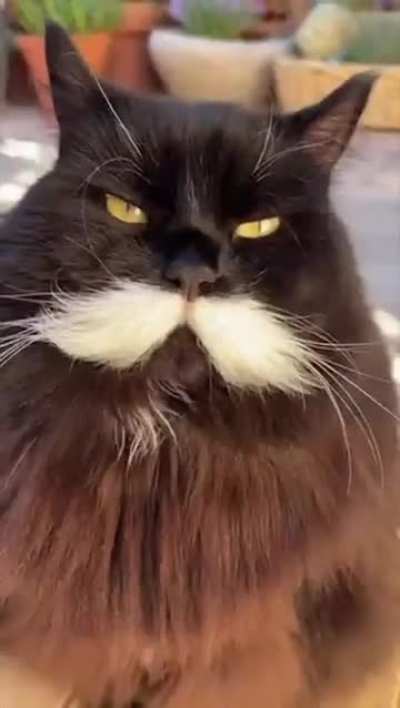 The Theodore Roosevelt of cats