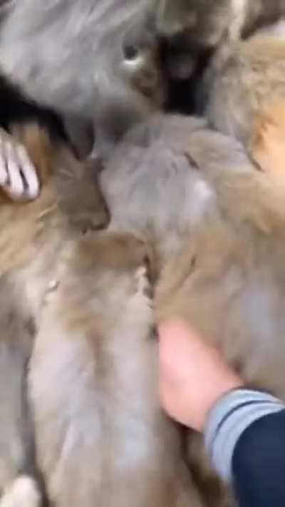 JermaGoingLive.mp4