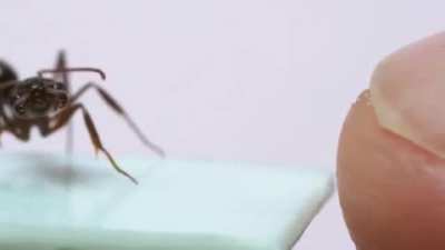 Brave ant attacks human