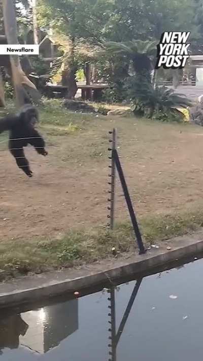 When I see a human pollute the jungle