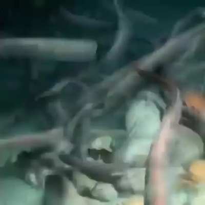 Yum