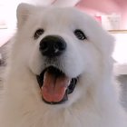 Ear dancing