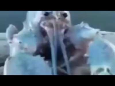 Blue lobster