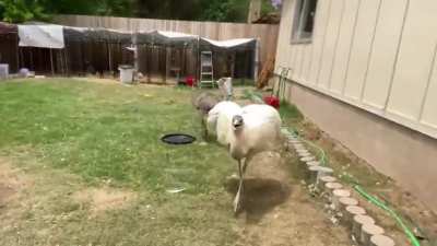 Kevin gets bonked lmao (The Urban Rescue Ranch)