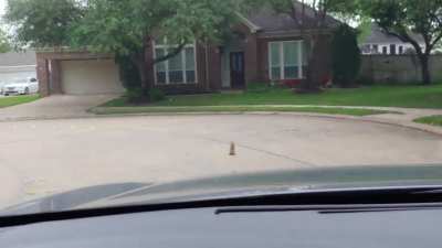 Squirrel wanted to start trouble this morning.