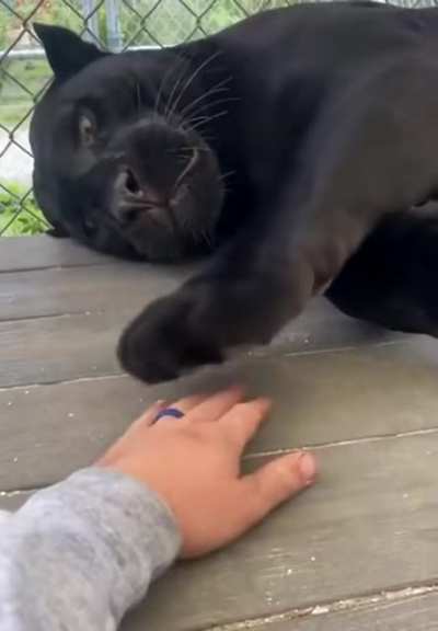 Those claws at the end!