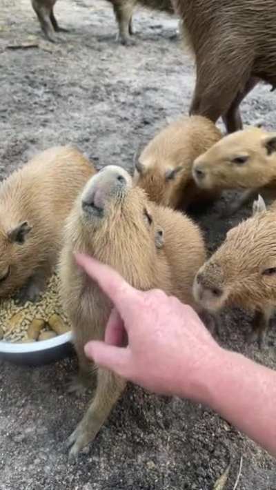 Baby capybaras enjoying some pets