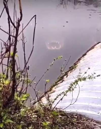 Fancy a swim?