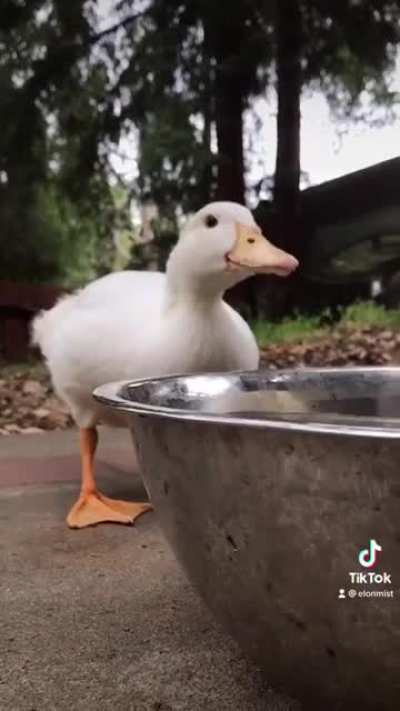 DUCK STROLL!!