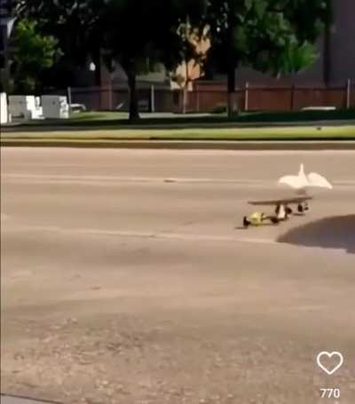 DUCK! TUCK! Best of luck.