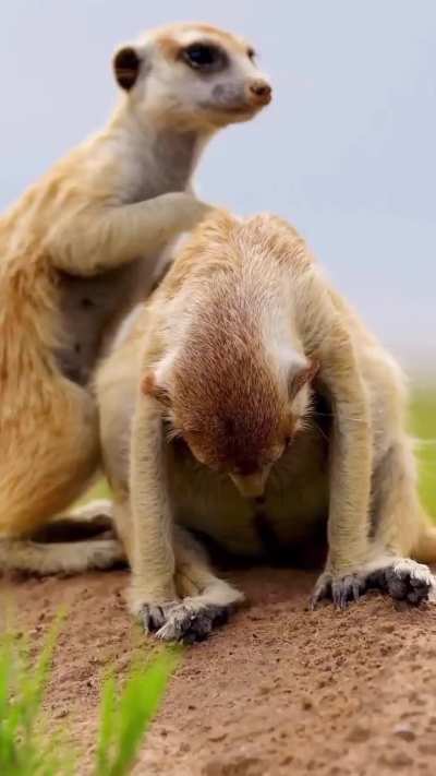 🔥 Mom Meerkat and her babies