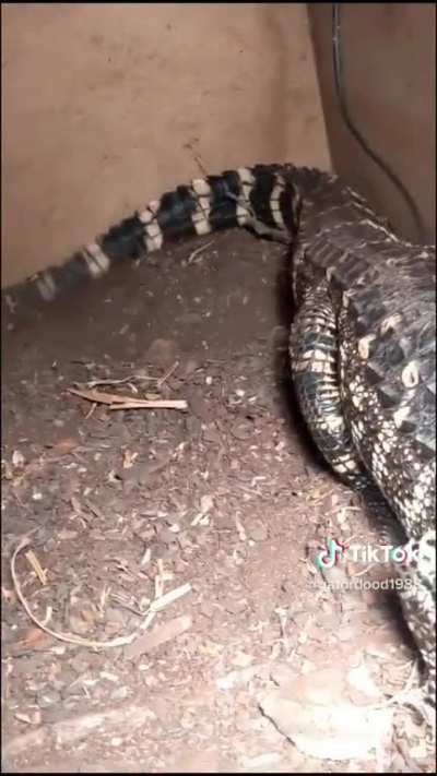 Pupper gator