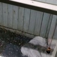 Fuck wasps