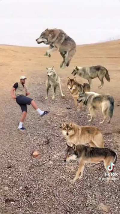 How to fend off a pack of wolves
