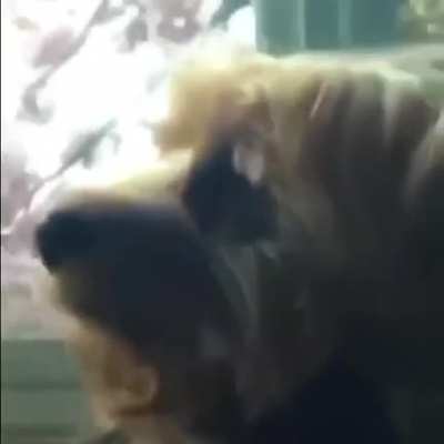 Dog 🐕