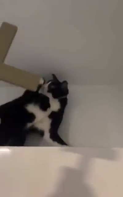 so cats are basically evil