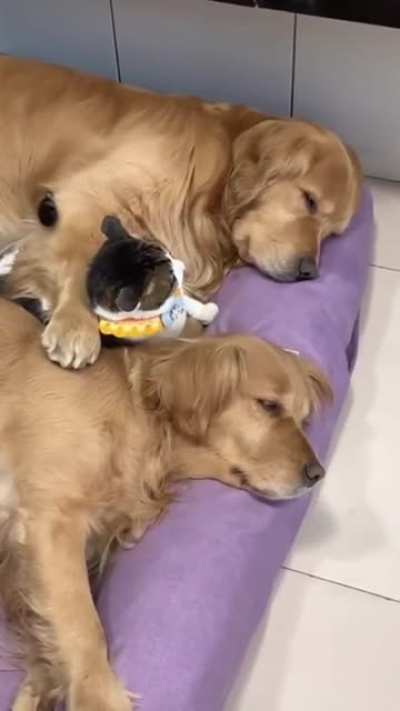 They sleep like this every night