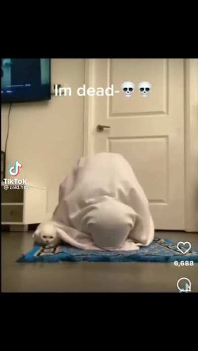 This cat is fasting to