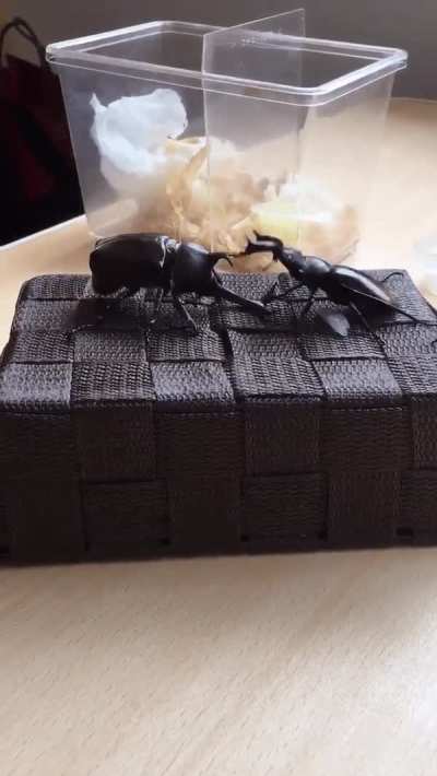 Beetle Yeeted