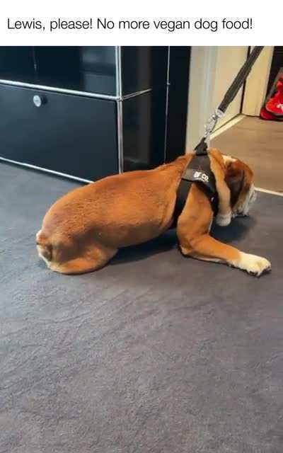 No master Lewis!