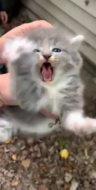 just a cat