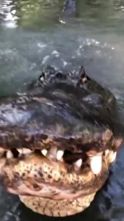 A crocodile having conversational session