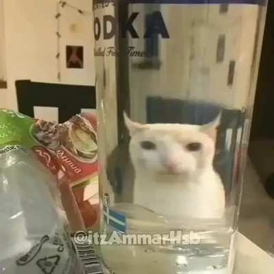 Gatos