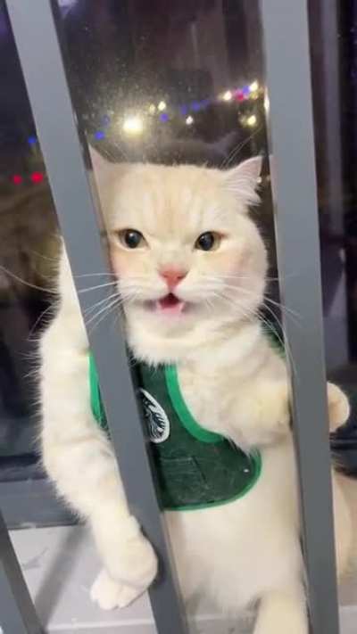 meow