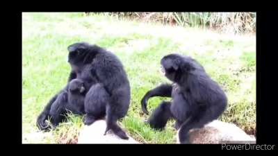 Monke