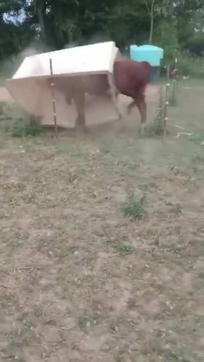 This guy bought a new bull and as you can see it's going great