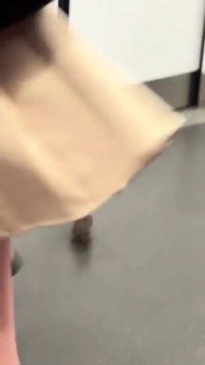 Rat taking a train ride in Singapore
