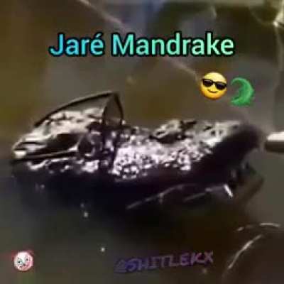 😎🐊