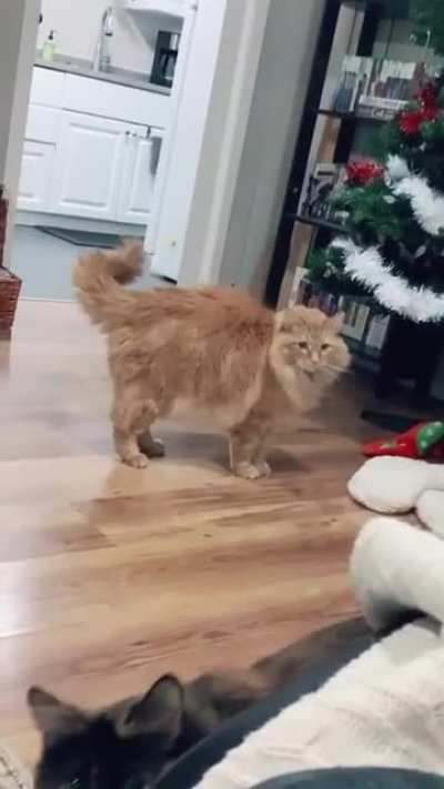 Cat has some real speed!