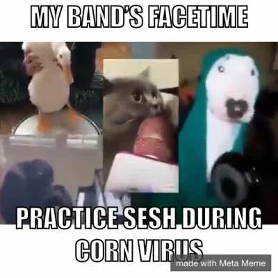 funny animal