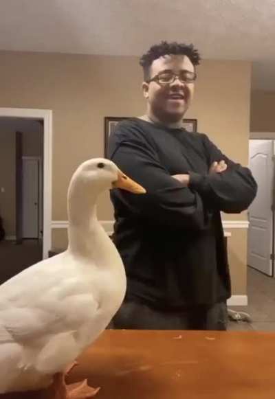 Duck throws it back.