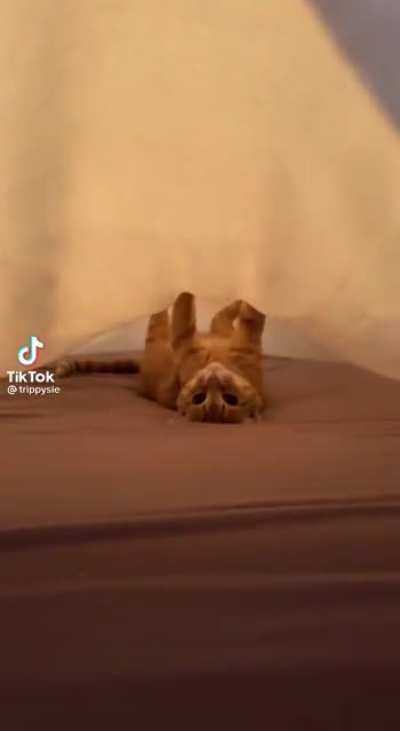Orange cat activities