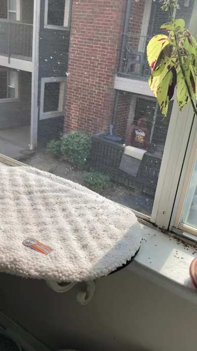 My neighbors fight like this weekly.
