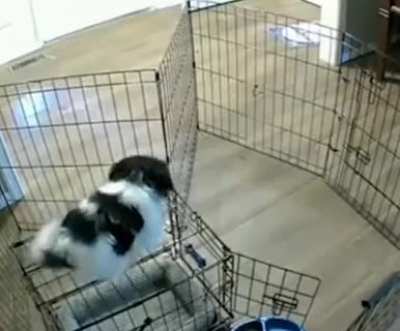 Dog prison break