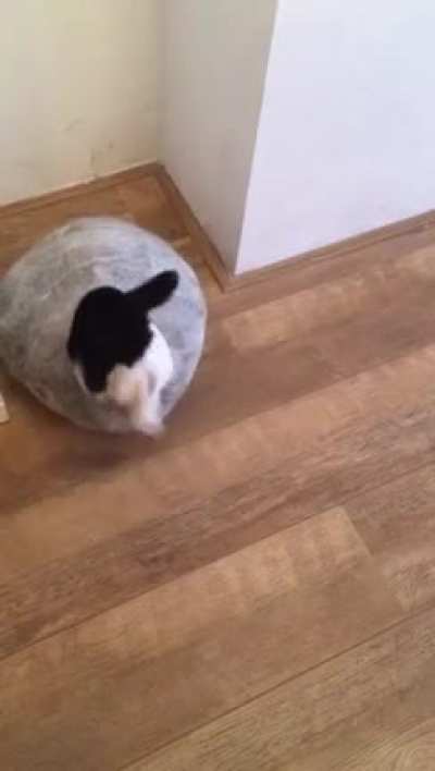 Here's my friends cat Poekie testing out first catcave i've ever made. (100% wool, felted by hand)
