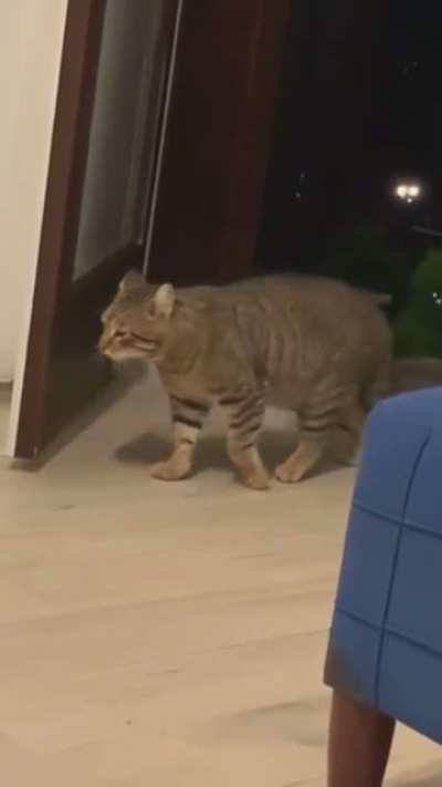 Abrupt Cat