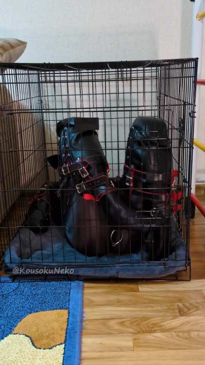 Once someone asked me “Why lock the cage with a padlock if you’re already helpless in that suit?” Well… here’s your answer 🤭