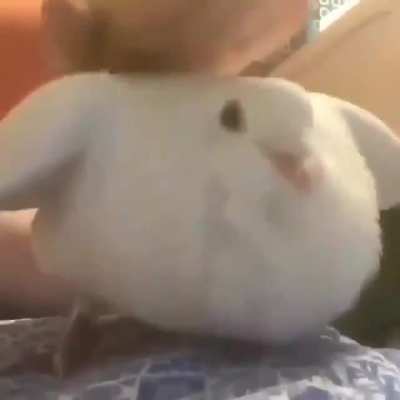 Would you pet this bird for $1?