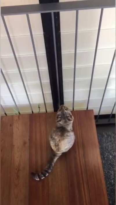 Cat and Rat