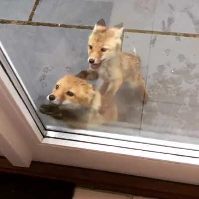 House intruders, nobody panics!