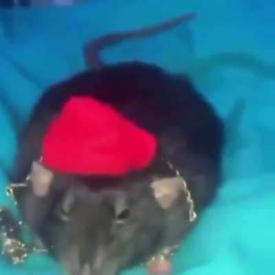 Biggie cheese is real