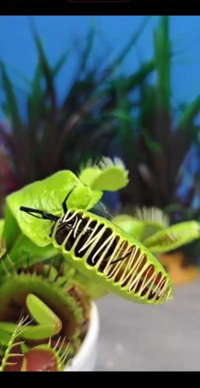 🔥 Venus fly trap takes a spicy bite 🔥