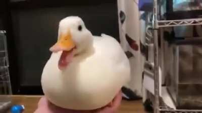 This video made my day ^^