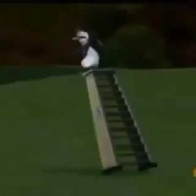Sex
